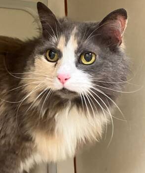 Ophelia (Ima) *Sponsored senior -  Domestic Long Hair Cat Available for Adoption in Christiansburg, Virginia - Ophelia (Ima) *Sponsored Senior | PetCurious