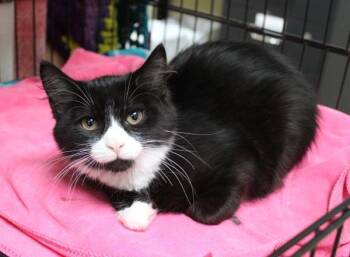 Gillette -  Domestic Medium Hair Cat for Adoption in Mansfield, Massachusetts - Gillette | PetCurious