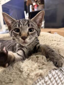 Domestic Short Hair Cats Available for Adoption - Simba | PetCurious