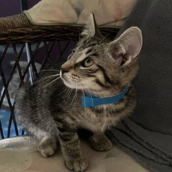 Smokey -  Domestic Short Hair Cat for Adoption in Avon, New York - Smokey | PetCurious