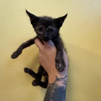 Leah -  Domestic Short Hair Cat for Adoption in Webster, Texas - Leah | PetCurious