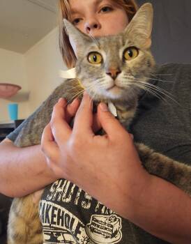 Starla -  Domestic Short Hair Cat for Adoption in Mount Pleasant, Texas - Starla | PetCurious