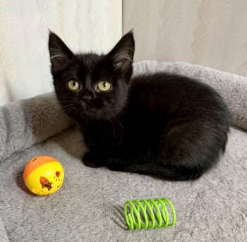 Harry - playful fun kitten -  Domestic Short Hair Cat for Adoption in Muskego, Wisconsin - Harry - Playful Fun Kitten | PetCurious