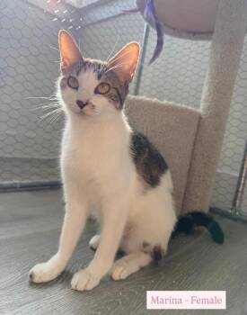 Marina -  Tabby Cat for Adoption in San Antonio, Texas - Marina | PetCurious