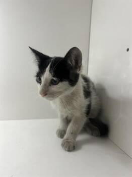 A1278280 -  Domestic Short Hair Cat for Adoption in Winter Haven, Florida - A1278280 | PetCurious