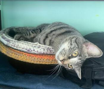 Jackie -  Domestic Short Hair Cat for Adoption in Largo, Florida - Jackie | PetCurious