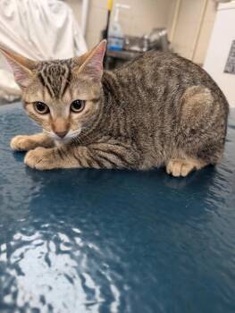 Sandy -  Domestic Short Hair Cat for Adoption in Mobile, Alabama - Sandy | PetCurious