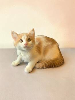 Angelica -  Domestic Short Hair Cat for Adoption in Barron, Wisconsin - Angelica | PetCurious