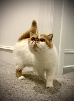 Teddy -  Exotic Shorthair Cat for Adoption in San Jose, California - Teddy | PetCurious