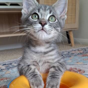 BFFs Pinky & Milo -  Maine Coon and Russian Blue Cat for Adoption in Yorba Linda, California - BFFs Pinky & Milo | PetCurious