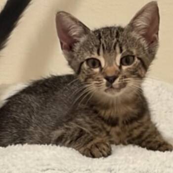 Charlie Brown -  Domestic Short Hair Cat for Adoption in Gonzales, Louisiana - Charlie Brown | PetCurious