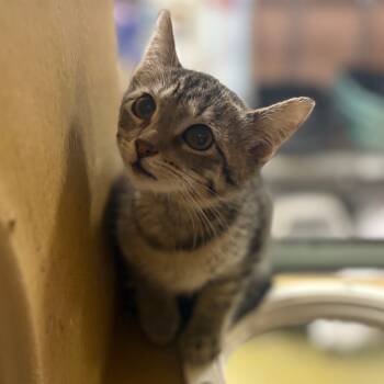 Rescue Domestic Short Hair Cats for Adoption in Chino Hills, California - Sassy(C000-301) - Pico Rivera Petsmart | PetCurious