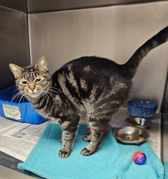 Domestic Short Hair Cats Available for Adoption - Bitsy | PetCurious