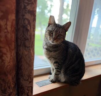 Slim -  Tabby and Domestic Short Hair Cat for Adoption in Plain City, Ohio - Slim | PetCurious