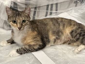 Rescue Domestic Short Hair Cats for Adoption in Dallas, Texas - Sofia | PetCurious