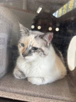 Rescue Domestic Medium Hair and Domestic Short Hair Cats for Adoption in New Orleans, Louisiana - Beth | PetCurious