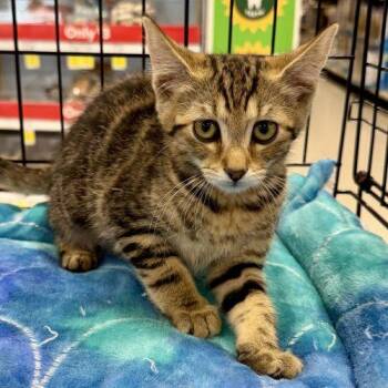 Yke -  Tabby and Domestic Short Hair Cat for Adoption in Knoxville, Tennessee - Yke | PetCurious