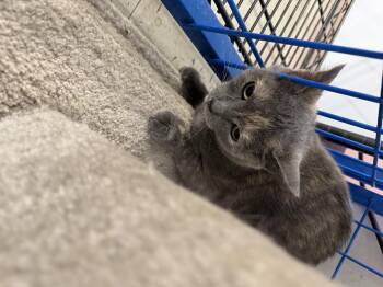 Dilute Tortoiseshell Cats Available for Adoption in Fennville, Michigan - Stormy  | PetCurious