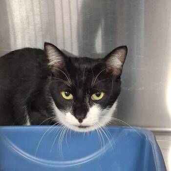 Maximillian -  Domestic Short Hair Cat for Adoption in Gautier, Mississippi - Maximillian | PetCurious