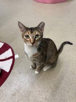 Flame -  Domestic Short Hair Cat for Adoption in Vero Beach, Florida - Flame | PetCurious