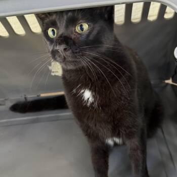 Beauty -  Domestic Short Hair Cat for Adoption in Midland, Texas - Beauty | PetCurious