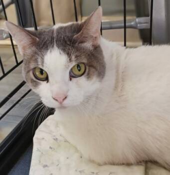 Rescue Domestic Short Hair Cats for Adoption in West Memphis, Arkansas - Phebe | PetCurious