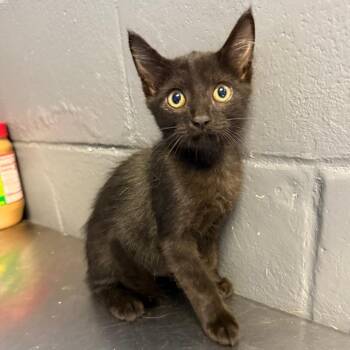 TUSC-Stray-85475_2 -  Domestic Short Hair Cat for Adoption in Tuscaloosa, Alabama - TUSC-Stray-85475_2 | PetCurious