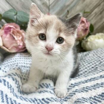 Duchess -  Domestic Short Hair Cat for Adoption in Mt. Juliet, Tennessee - Duchess | PetCurious