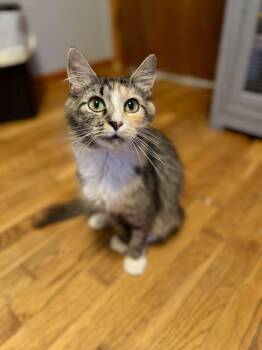 Rescue Domestic Medium Hair Cats for Adoption in Woodstock, Virginia - Shelby | PetCurious