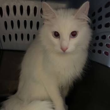 Rescue Domestic Medium Hair Cats for Adoption in Lakewood, Colorado - Starfire II | PetCurious