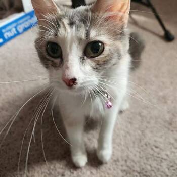 Anise C10844 -  Domestic Long Hair Cat for Adoption - Anise C10844 | PetCurious