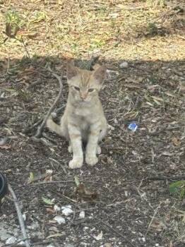 Peanut -  Domestic Short Hair Cat for Adoption in West Memphis, Arkansas - Peanut | PetCurious
