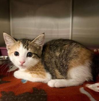 Moxie (Petsmart) -  Domestic Short Hair Cat for Adoption in Ocala, Florida - Moxie (Petsmart) | PetCurious