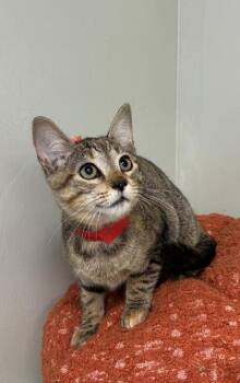 Pumpkin Spice -  Domestic Short Hair Cat for Adoption in Picayune, Mississippi - Pumpkin Spice | PetCurious
