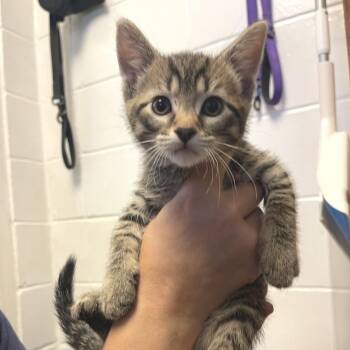 Guido -  Domestic Short Hair Cat for Adoption in Albert Lea, Minnesota - Guido | PetCurious