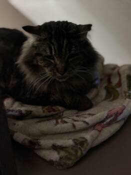 Rescue Domestic Long Hair Cats for Adoption in Ben Avon, Pennsylvania - Priscilla &/or ELVIS | PetCurious