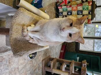 Rescue Domestic Short Hair Cats for Adoption in Greensburg, Pennsylvania - Benny | PetCurious