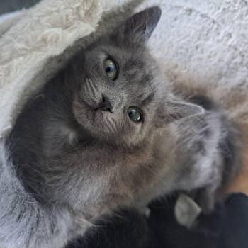 Lola 11 wks -  Domestic Medium Hair Cat for Adoption in London, Ontario - Lola 11 Wks | PetCurious