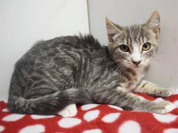 KAYLN -  Domestic Short Hair Cat for Adoption in Sacramento, California - KAYLN | PetCurious