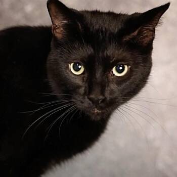Domestic Short Hair Cats Available for Adoption - Dorian | PetCurious