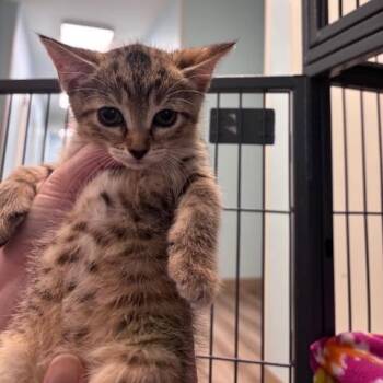 Maple (26-9663) -  Domestic Short Hair Cat for Adoption in Fort Smith, Arkansas - Maple (26-9663) | PetCurious