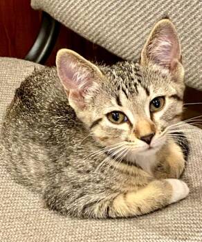 Daisy -  Domestic Short Hair Cat for Adoption in Phoenix, Arizona - Daisy | PetCurious