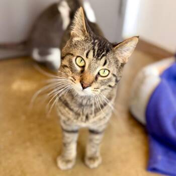 Harley -  Domestic Short Hair Cat for Adoption in Green Bay, Wisconsin - Harley | PetCurious