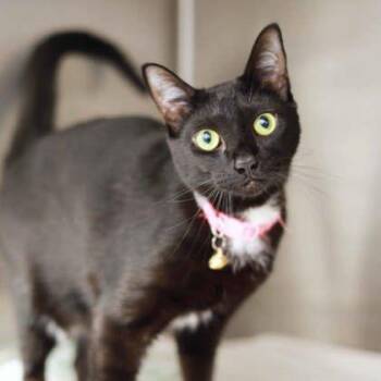 Domestic Short Hair Cats Available for Adoption in Atlanta, Georgia - Leo | PetCurious