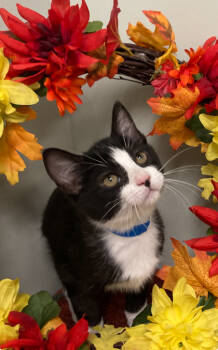 Rescue Domestic Short Hair Cats for Adoption in Picayune, Mississippi - Bashful | PetCurious