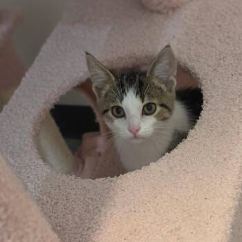 Captain -  Domestic Short Hair Cat for Adoption in Muncie, Indiana - Captain | PetCurious
