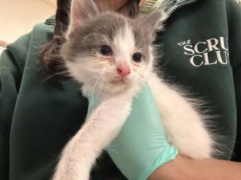 BOWIE -  Domestic Short Hair Cat for Adoption in Riverside, California - BOWIE | PetCurious