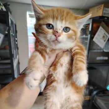 Domestic Short Hair Cats Available for Adoption in Osawatomie, Kansas - Sunset | PetCurious
