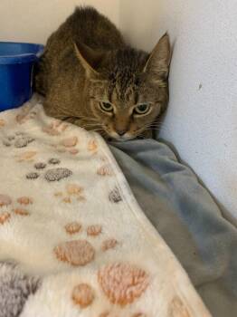 Domestic Short Hair Cats Available for Adoption in New Kensington, Pennsylvania - Kit | PetCurious