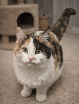 Domestic Medium Hair Cats Available for Adoption - Kit Kat | PetCurious